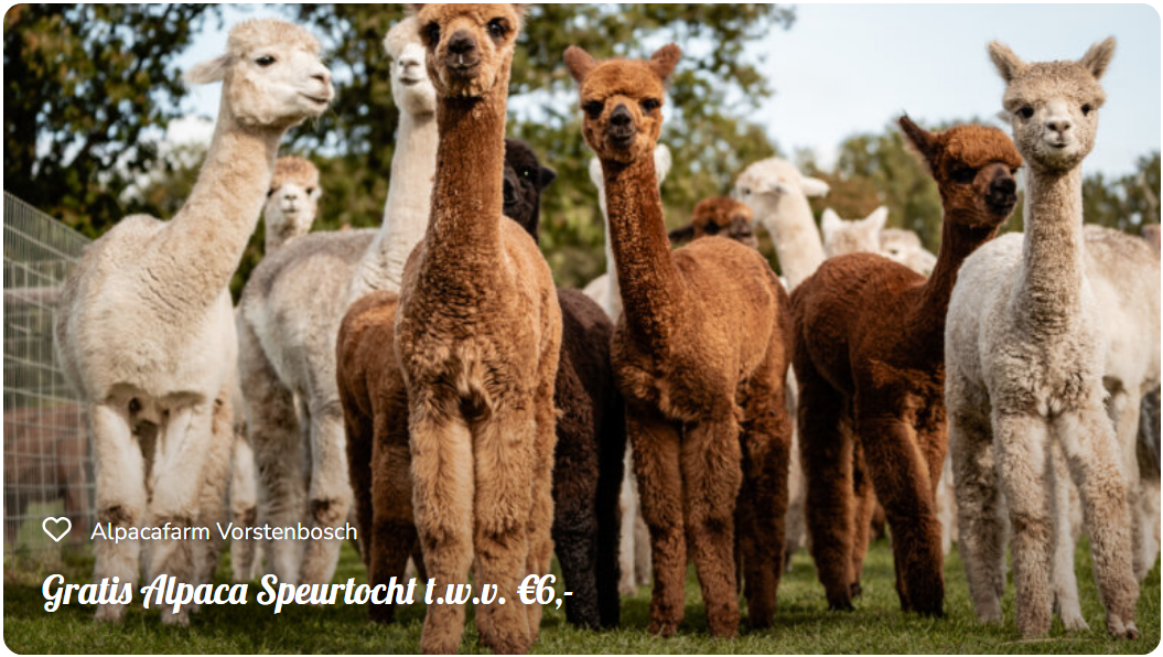 BillyBird Friends Alpaca Farm Vorstenbosch BillyBird Friends Alpaca Farm Vorstenbosch