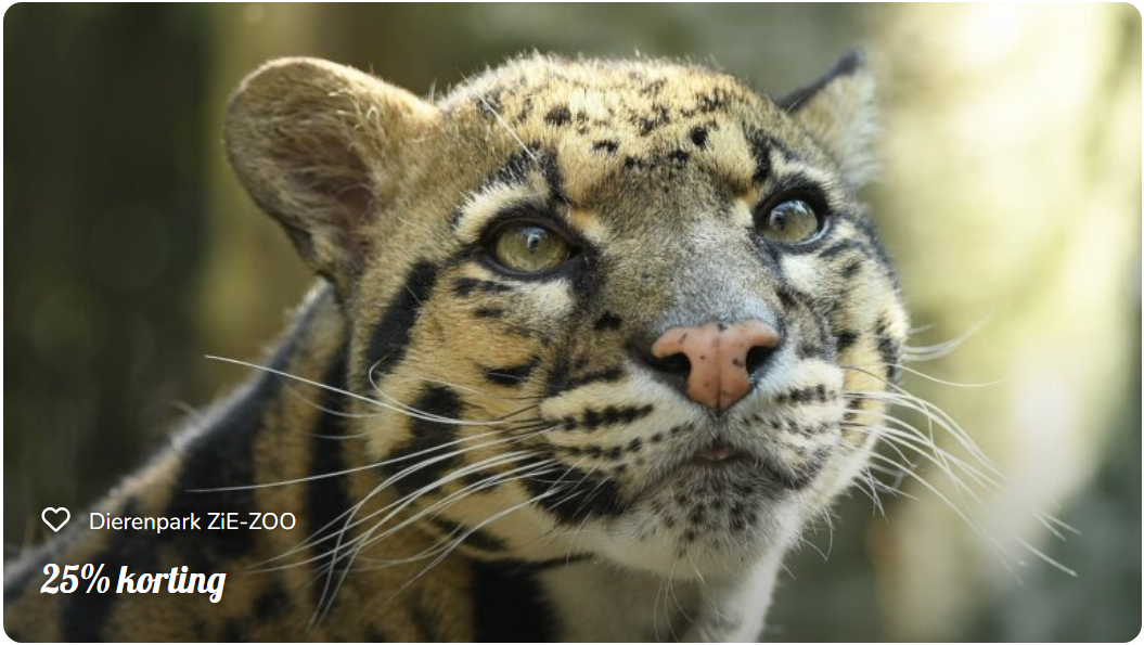 BillyBird Friends Zie-Zoo BillyBird Friends Zie-Zoo